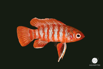 Scarlet Badis (Dario dario): A Comprehensive Guide for the Professional Aquarist