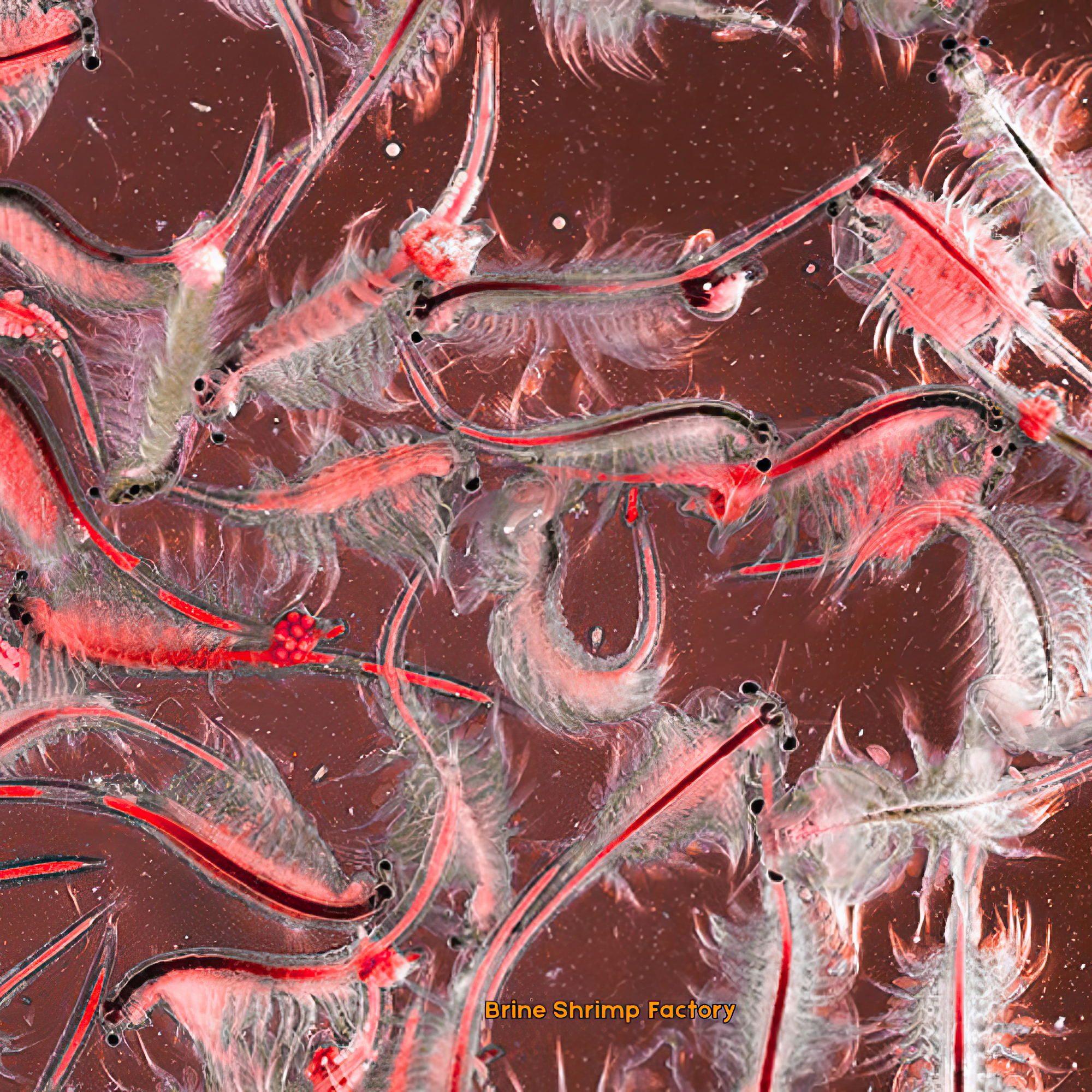 Brine Shrimp Eggs - Tibet Red