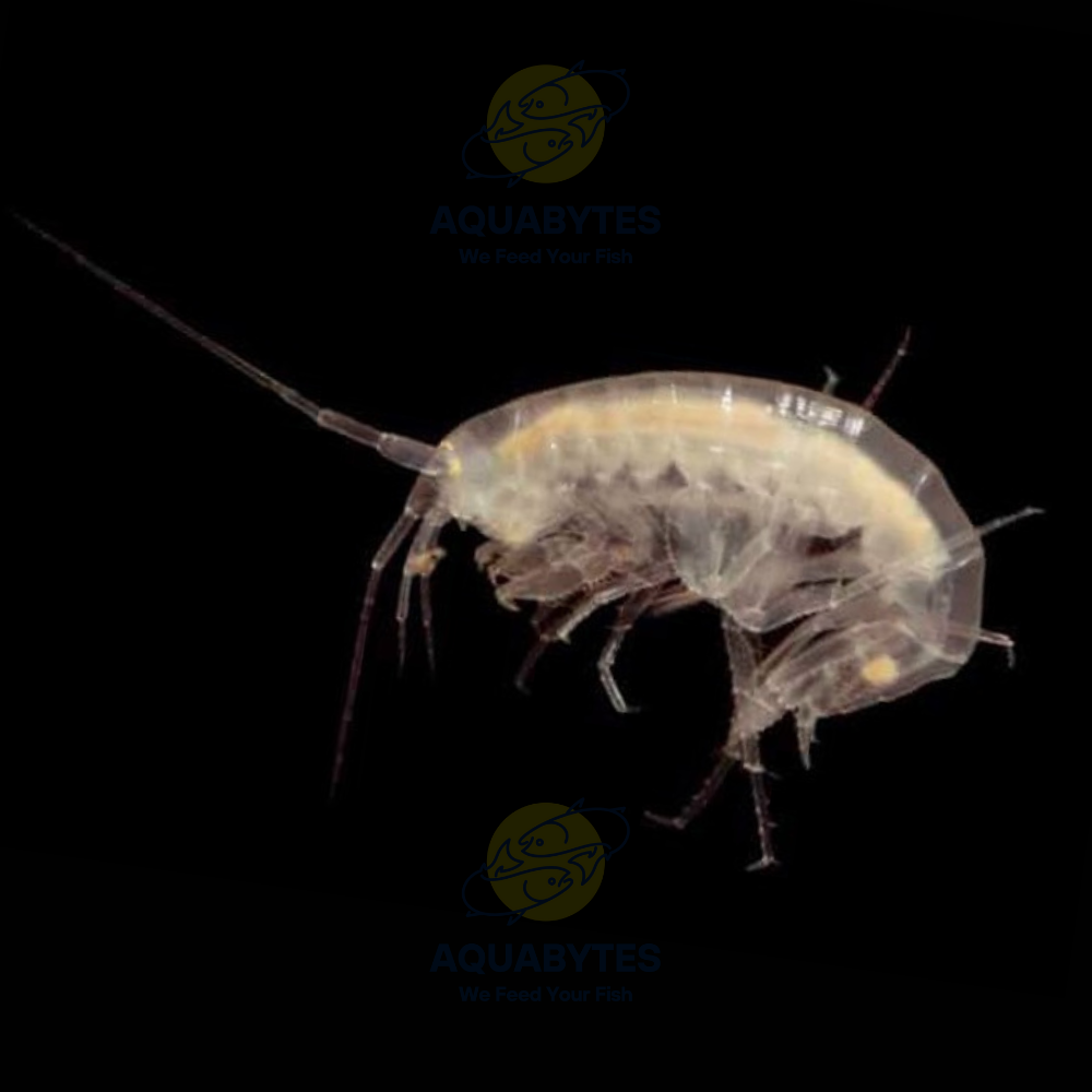 scuds gammarus live fish food