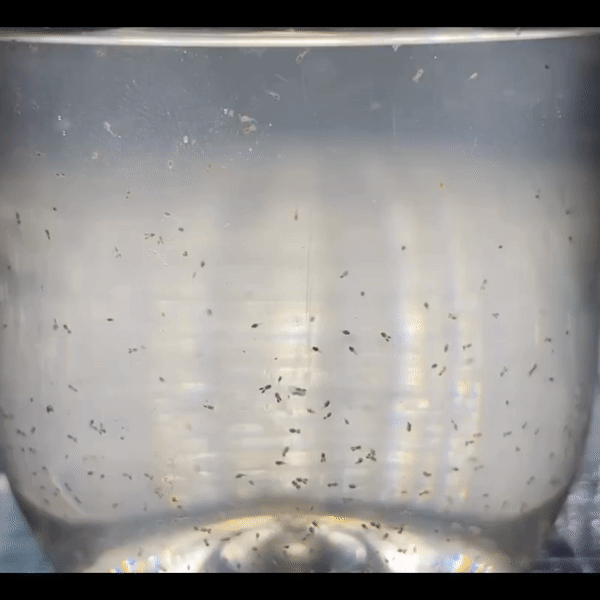 live fish food copepods for sale australia