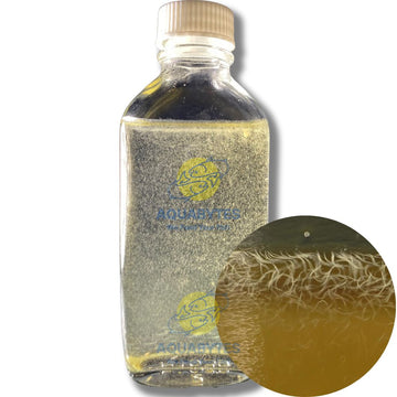 Vinegar Eel Culture - TUBATRIX ACETI