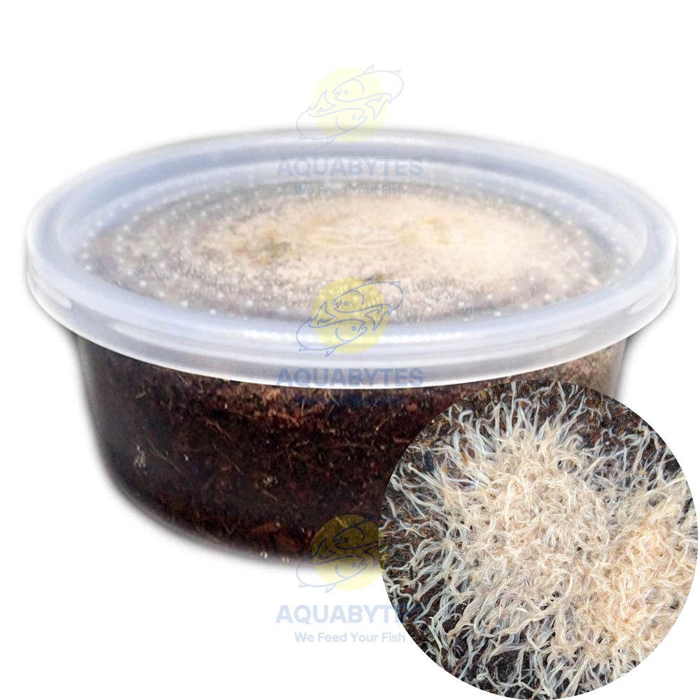 White Worm Culture - ENCHYTRAEUS ALBIDUS