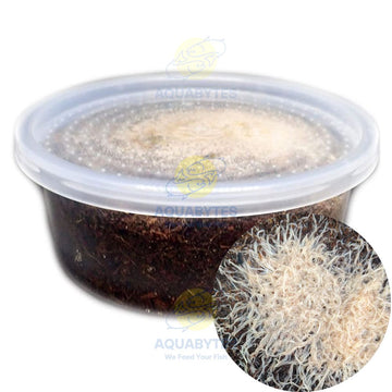 White Worm Culture - ENCHYTRAEUS ALBIDUS