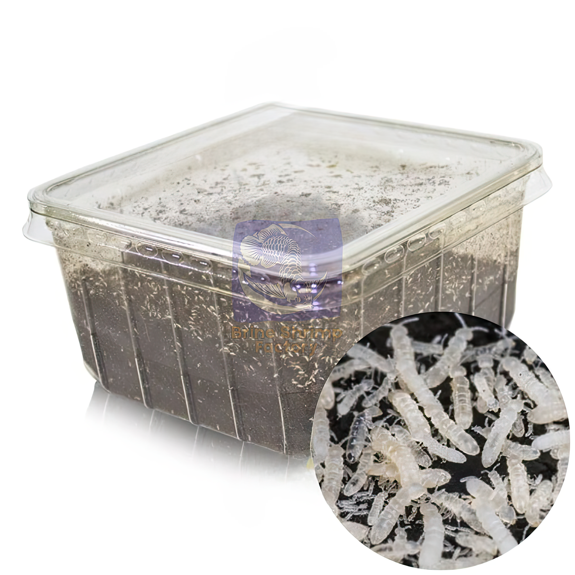 Springtail Culture