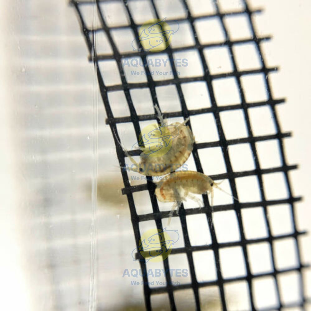 live fish food australia amphipods scuds