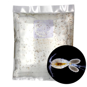 MARINE Copepod Culture - DIOITHONA RIGIDA Sp