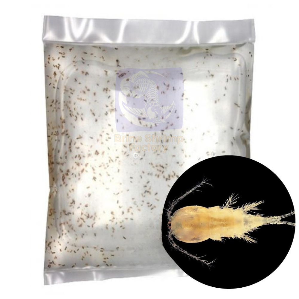 FRESHWATER Copepods - CALANOIDA Sp.
