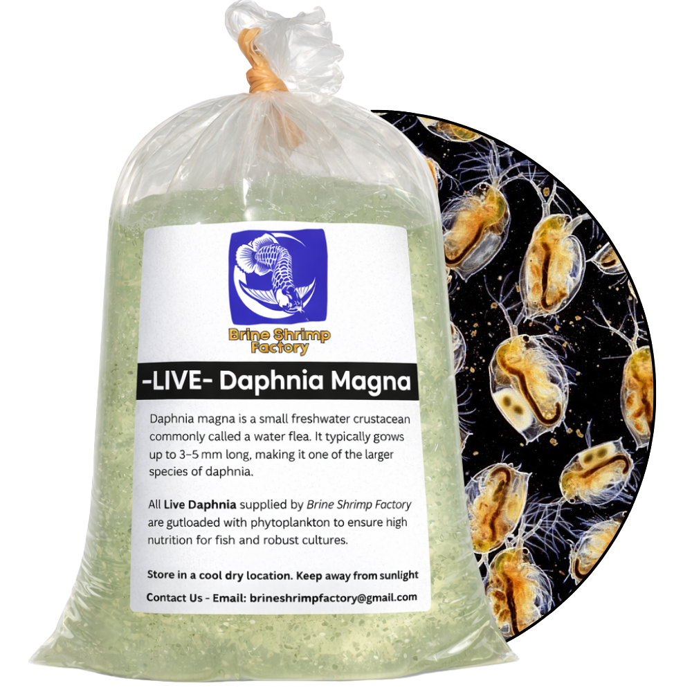 Daphnia Magna