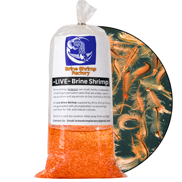 Adult Brine Shrimp