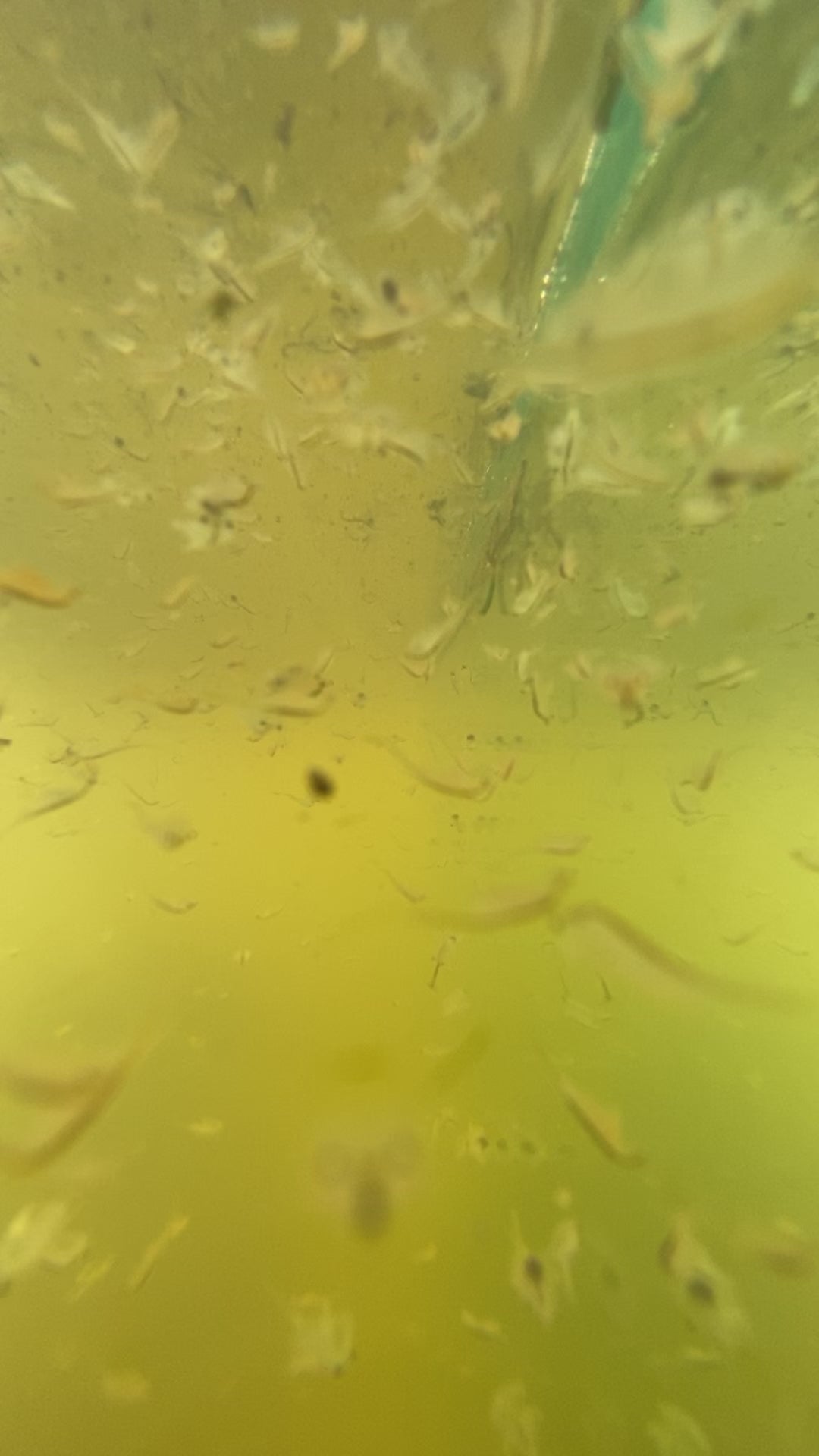 Adult Brine Shrimp