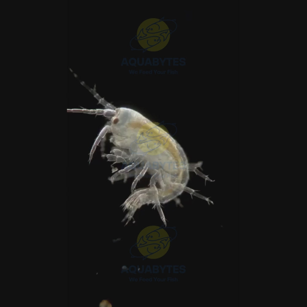 scuds gammarus live fish food