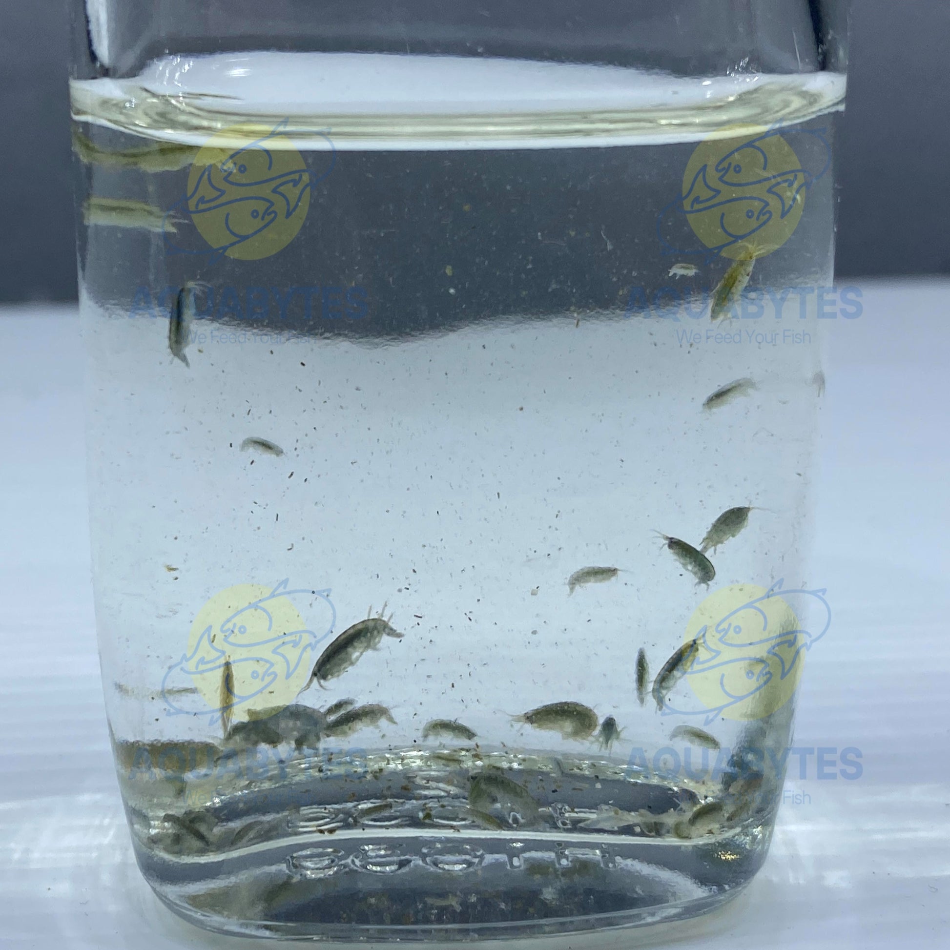 scuds gammarus live fish food