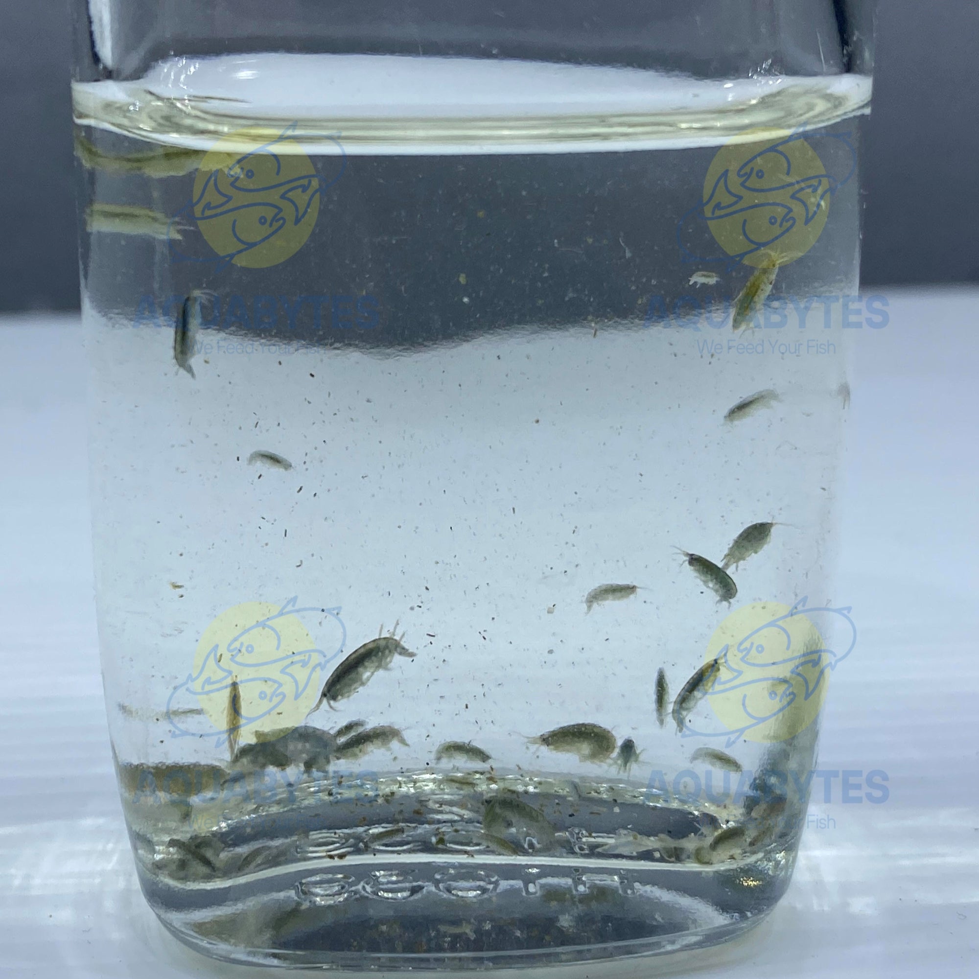 scuds gammarus live fish food