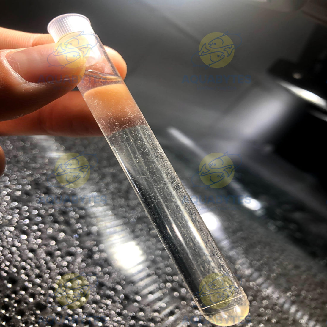 Vinegar Eel Culture - TUBATRIX ACETI