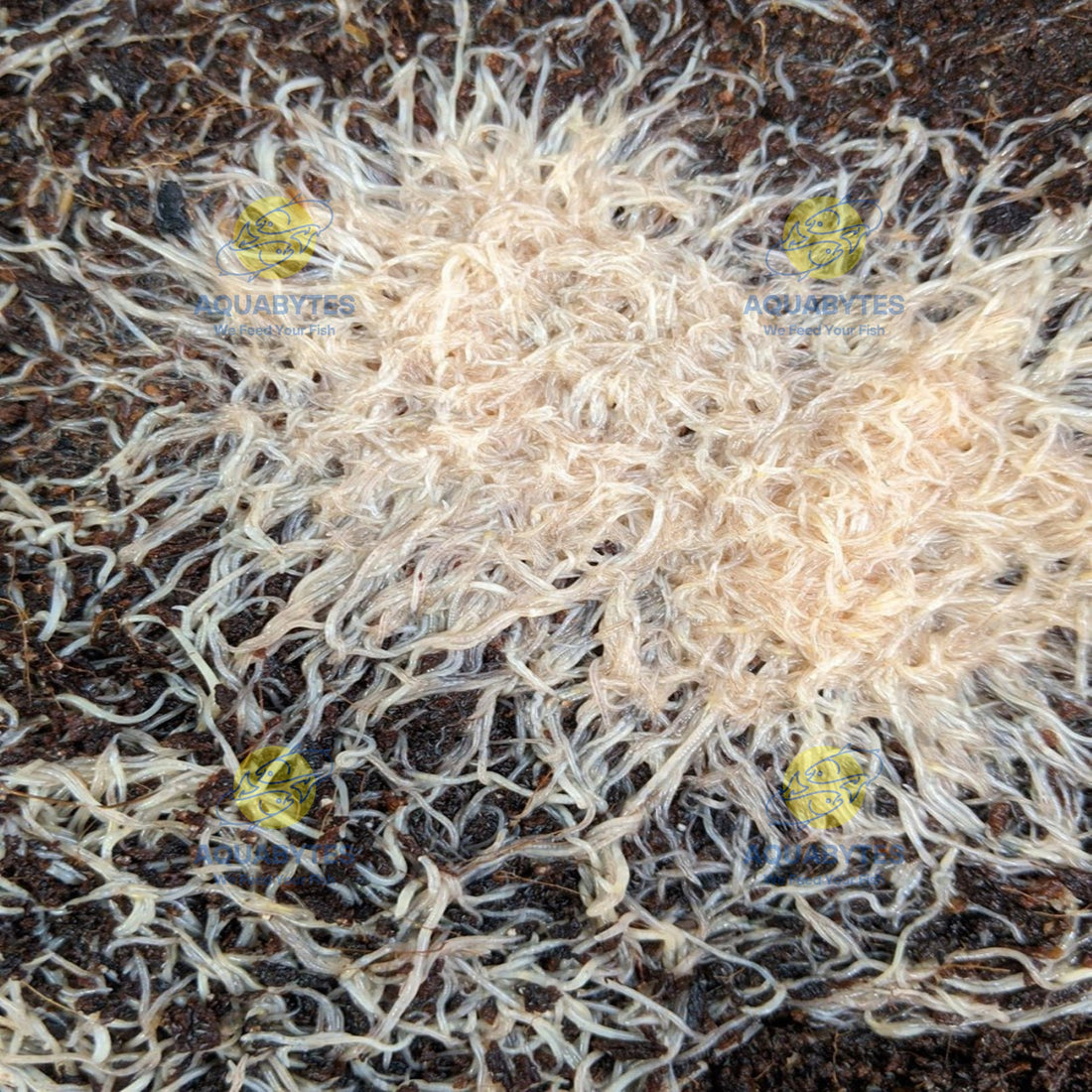 White Worm Culture - ENCHYTRAEUS ALBIDUS