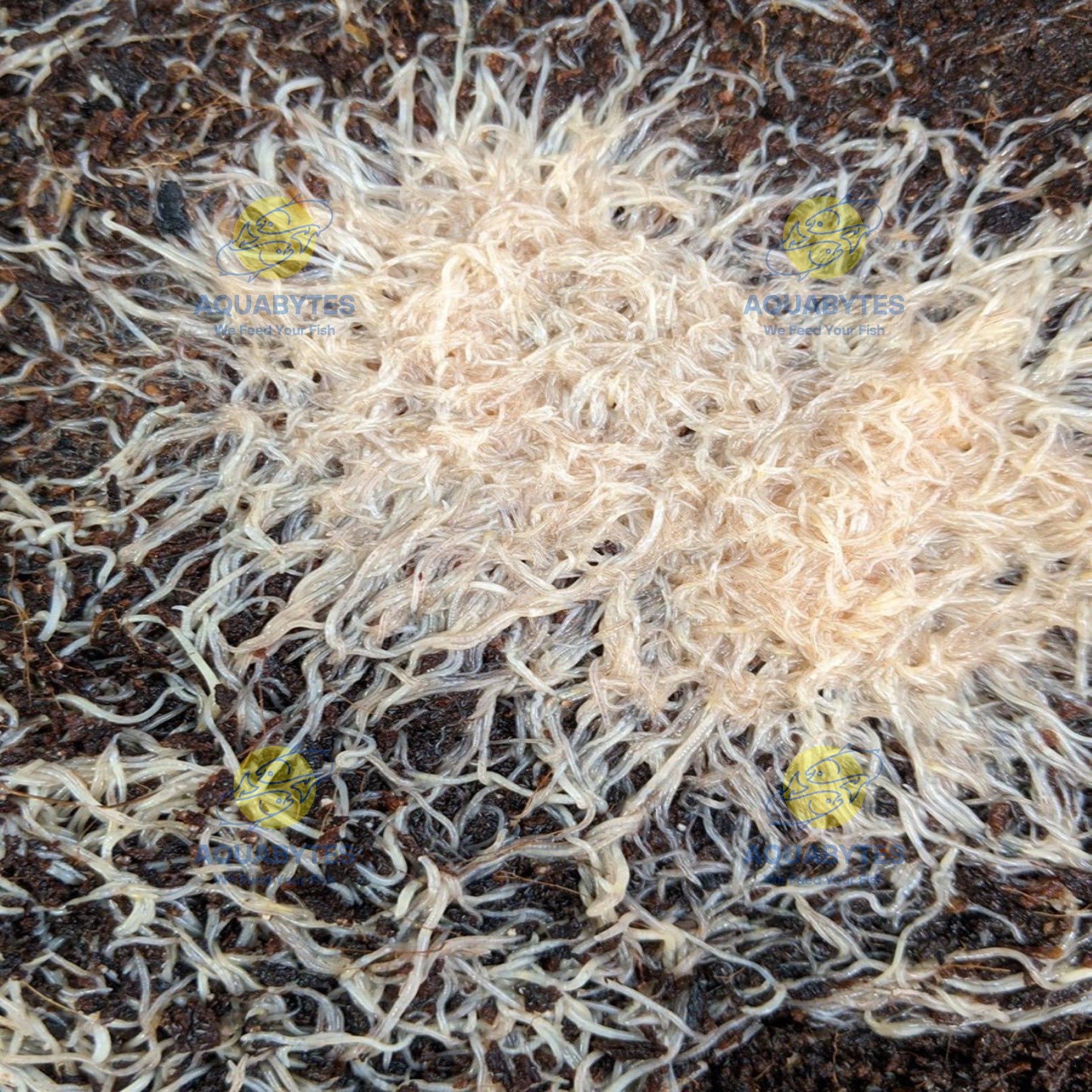 White Worm Culture - ENCHYTRAEUS ALBIDUS